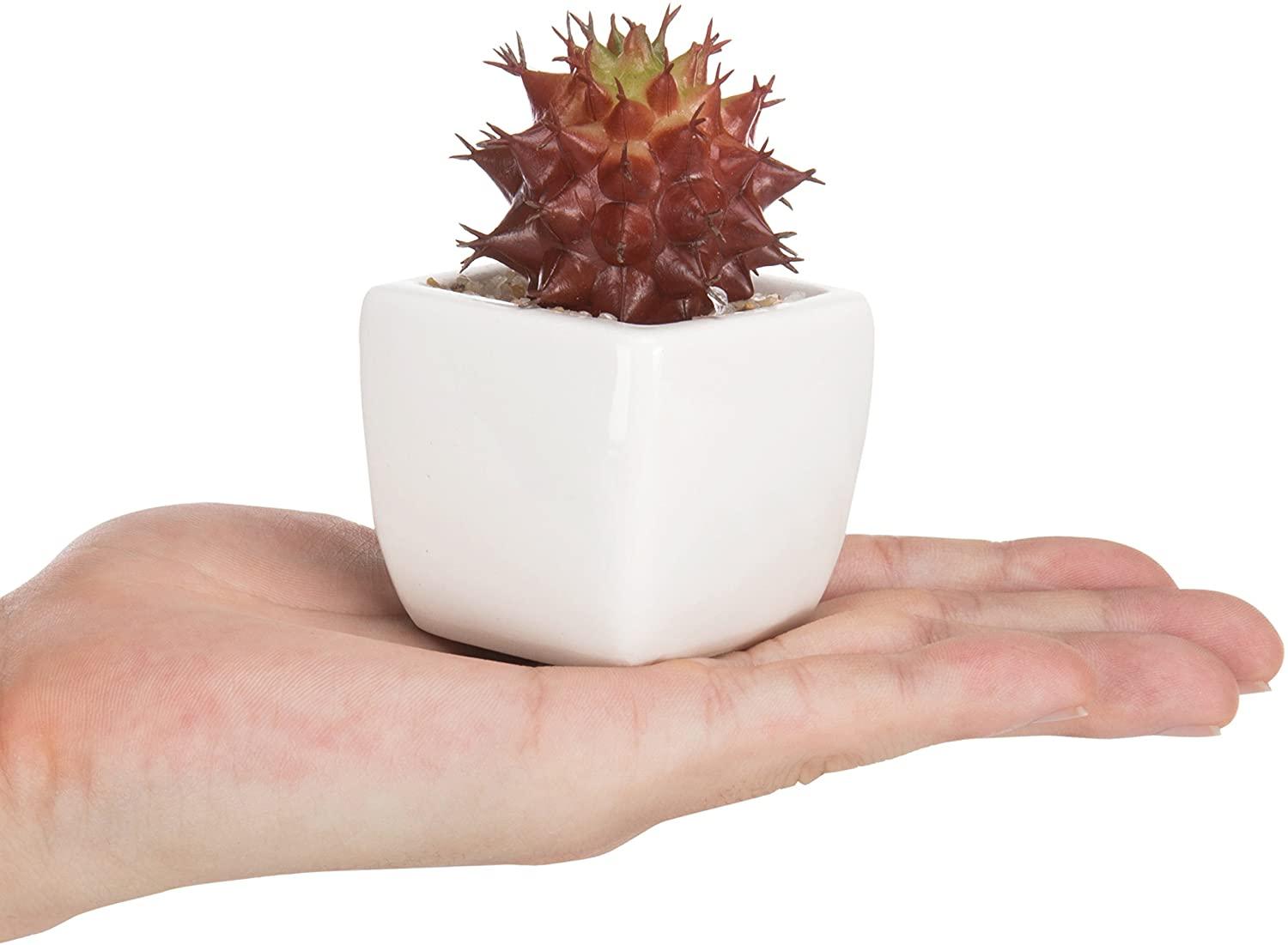 faux succulent white pot Miniature Red Artificial Succulent in Ceramic Pots, Set of 3